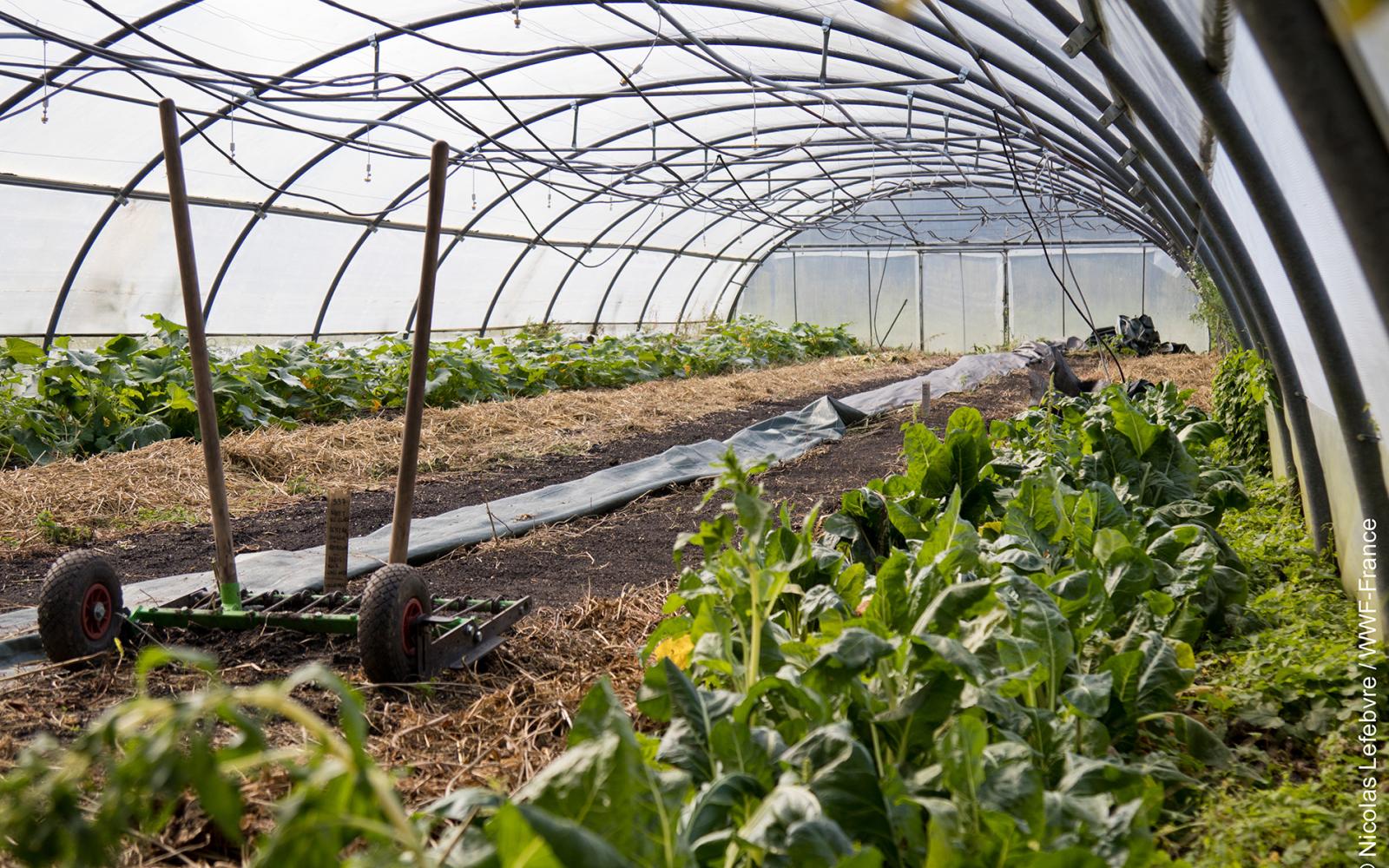 Agriculture sous serre au Champ des possibles (Rouen)