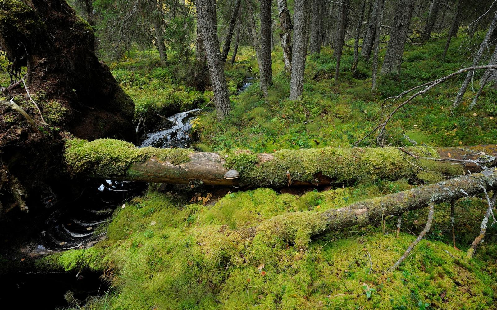 forêt ancienne de la réserve naturelle de Yli-Vuoki (Finlande)