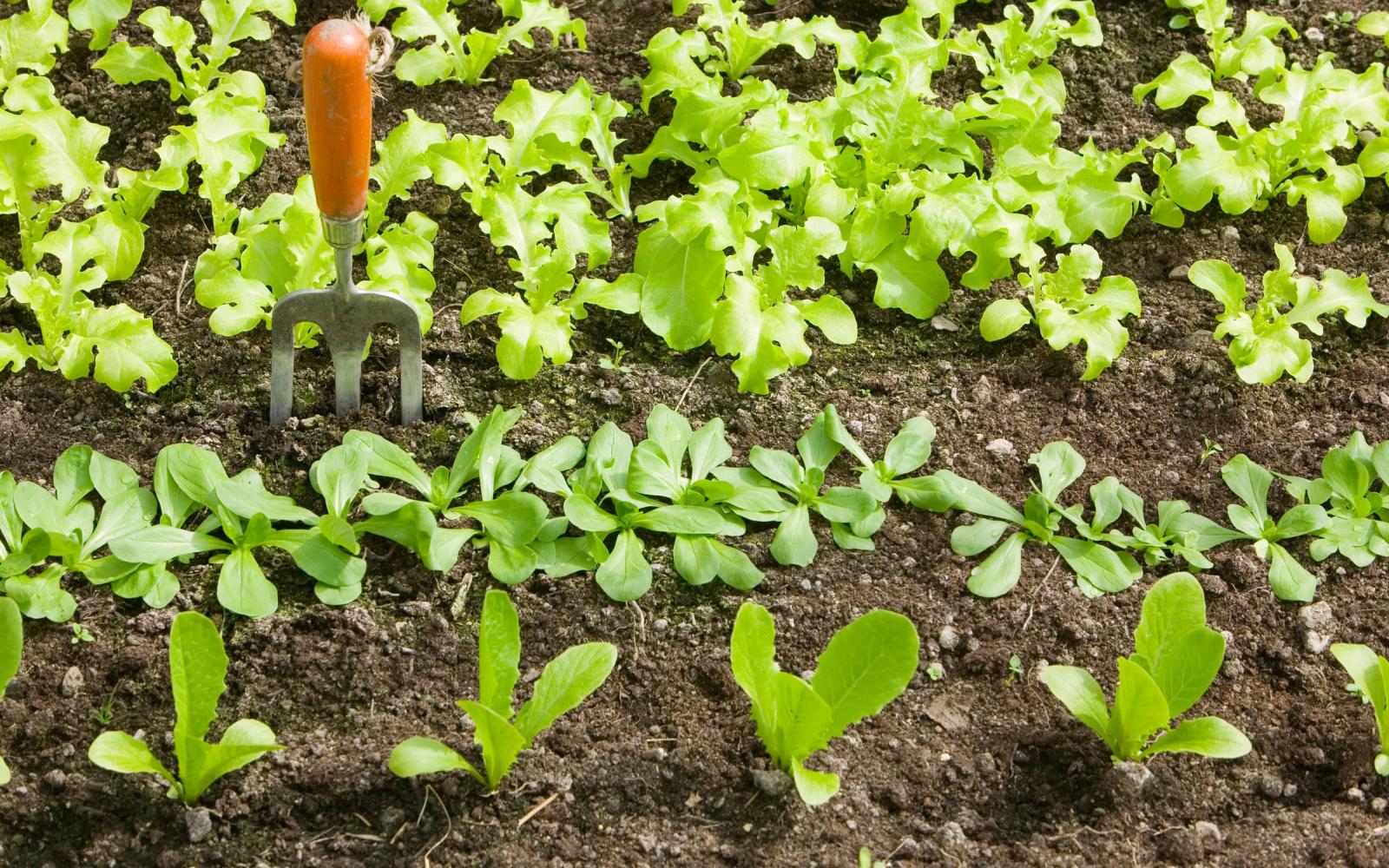 Production de salades bio dans une ferme du Royaume-Uni