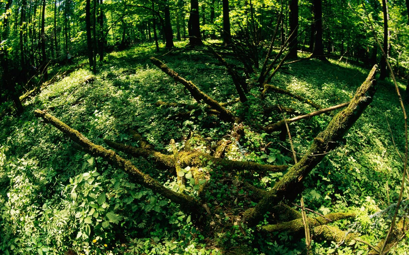 Forêt de Bialowieza, Pologne