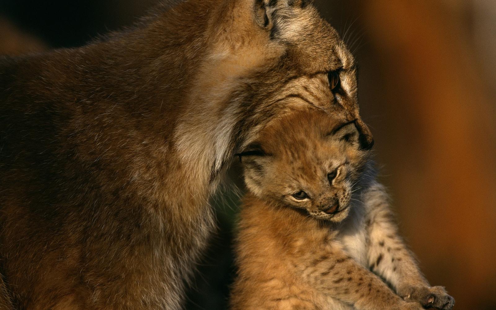 Lynx en captivité,Langedrag, Norvège