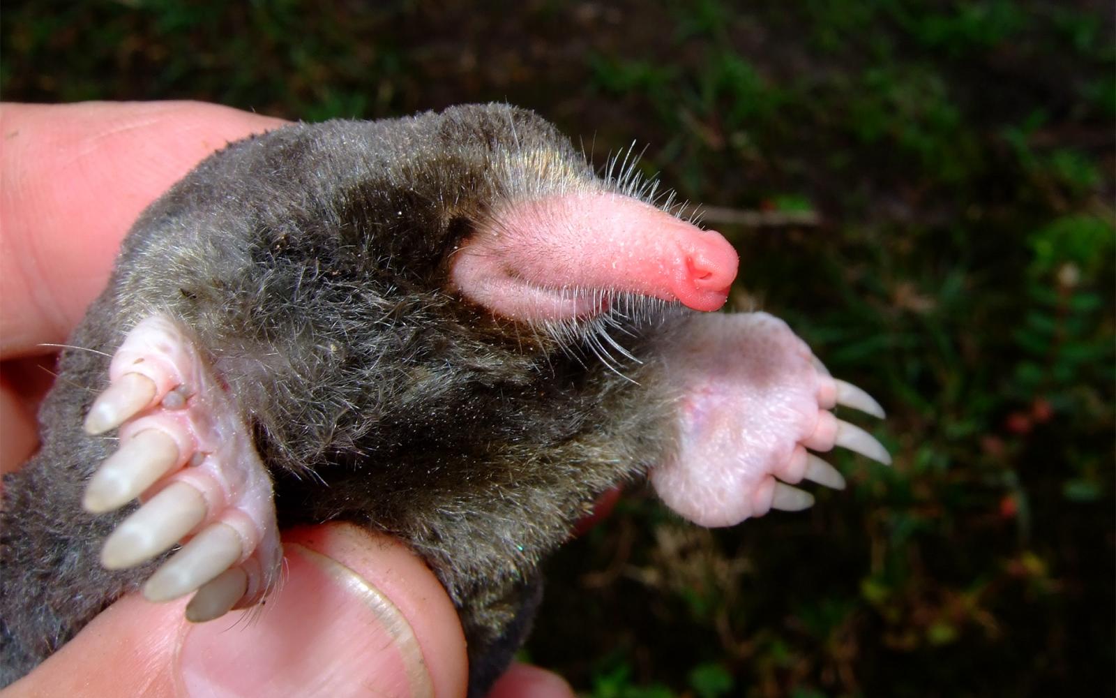 Taupe (Euroscaptor orlovi), Grand Mekong