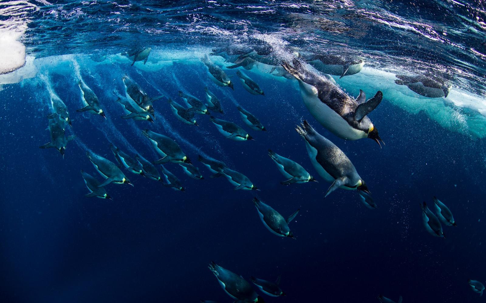 Manchots empereurs (Aptenodytes forsteri), Mer de Ross (Antarctique)