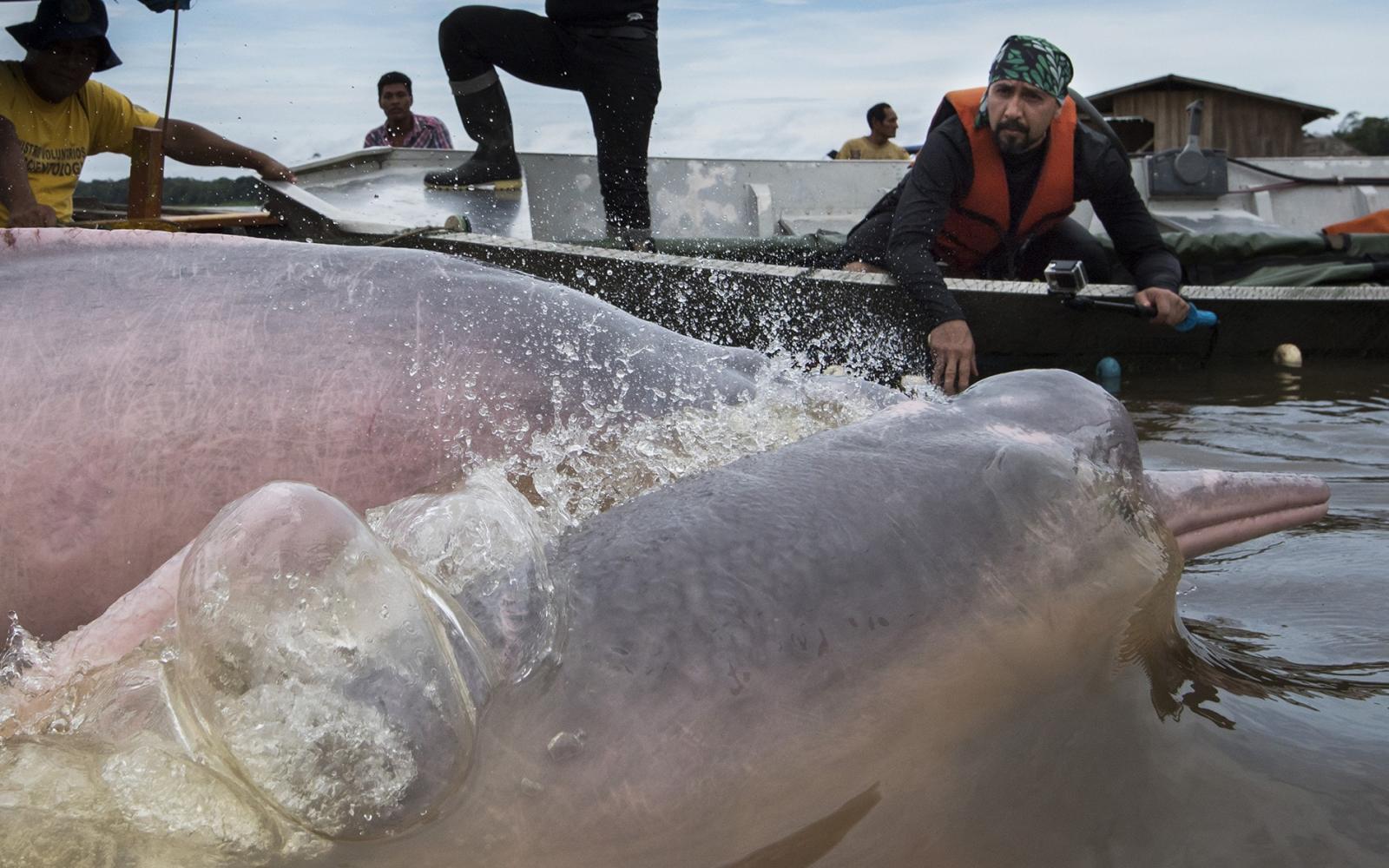 Balisage de dauphins de l'Amazone, Colombie