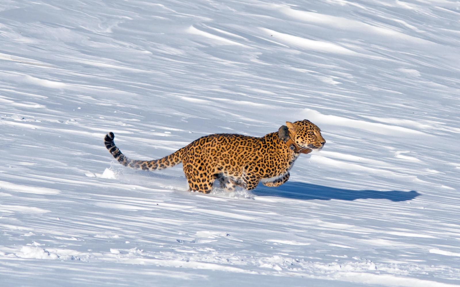 Panthère de Perse (Panthera pardus saxicolor) courant dans la neige 