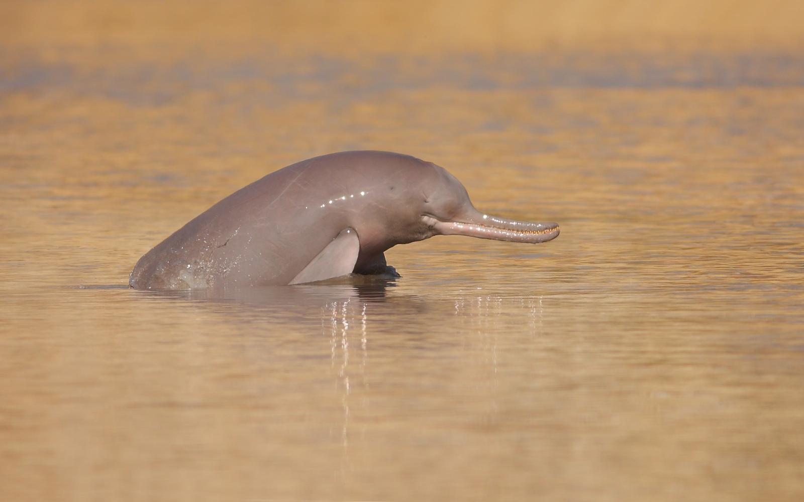 Un dauphin de l'Indus (platanista indi) sortant sa tête de l'eau