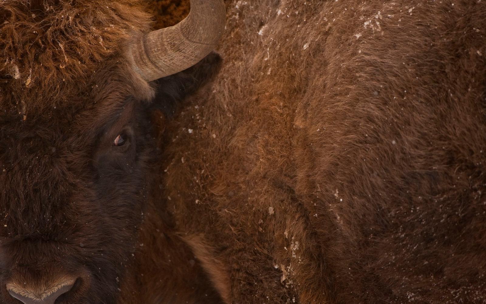 Plan serré d'un bison d'Europe (Bison bonasus) dans la Forêt de Białowieża (Pologne)