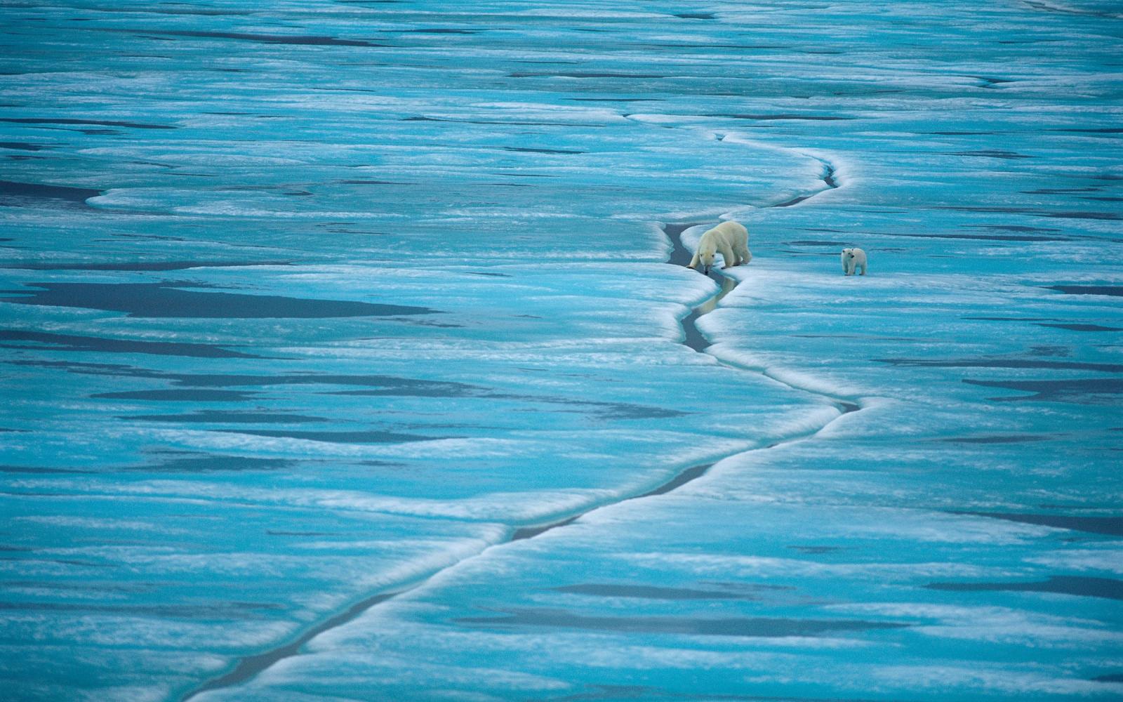 Une mère ours polaire et son petit marchent sur la glace de Baffin Island, Nunavut (Canada)