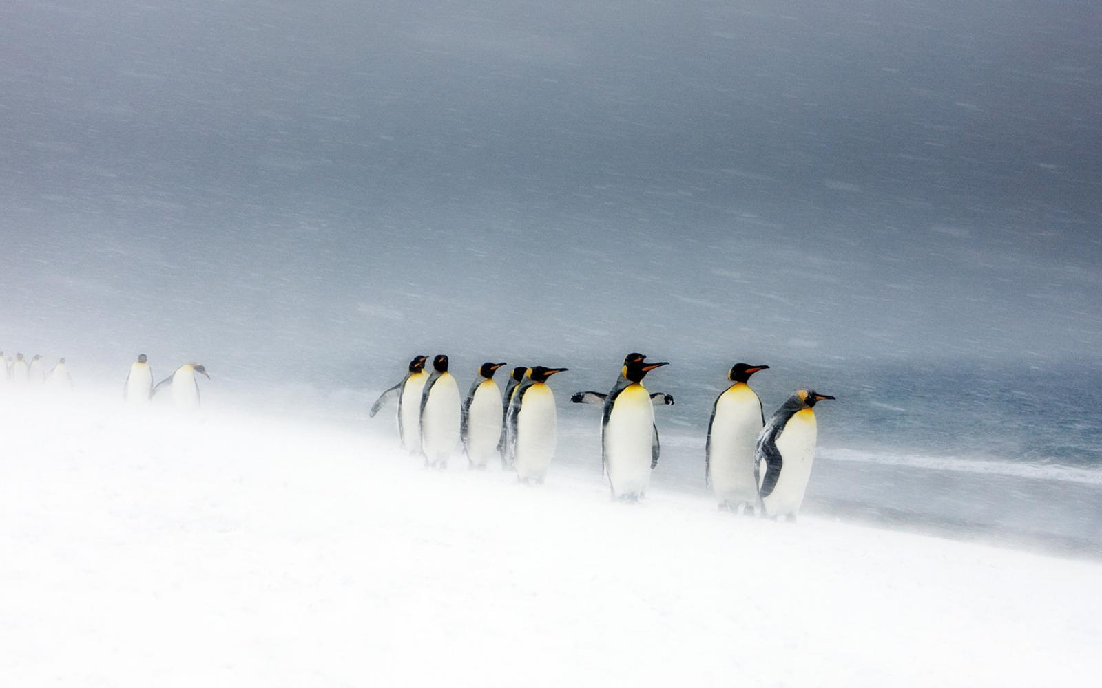 Manchots royaux (Aptenodytes patagonicus) dans le blizzard