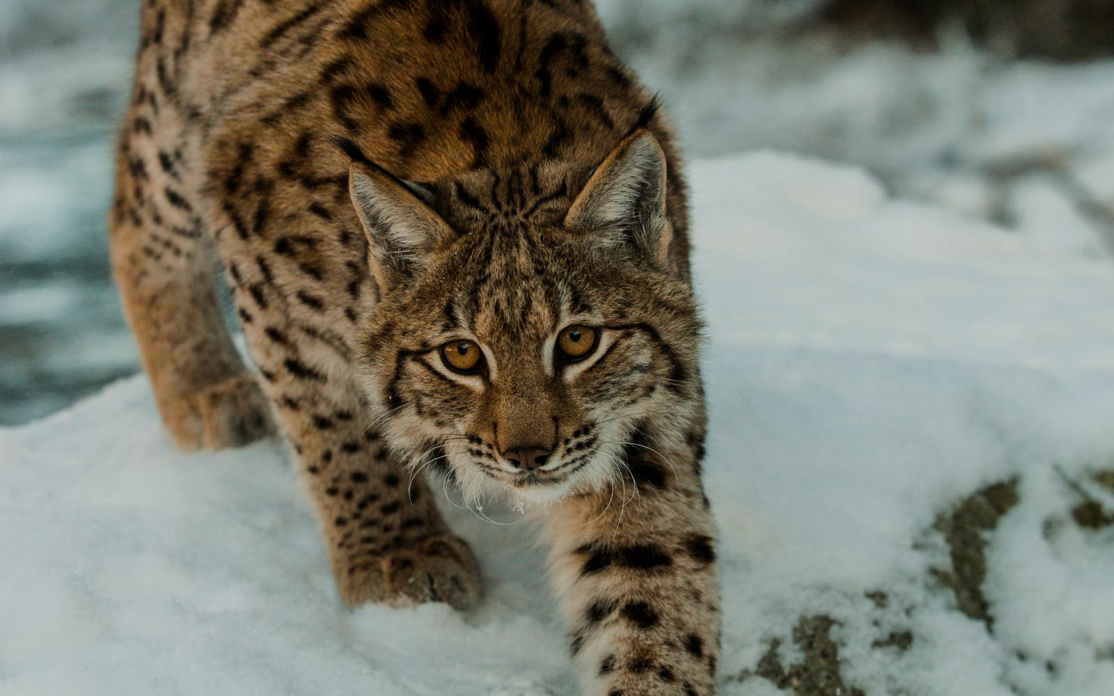 Lynx (Lynx lynx) marchant dans la neige dans le parc national Velka Fatra en Slovaquie