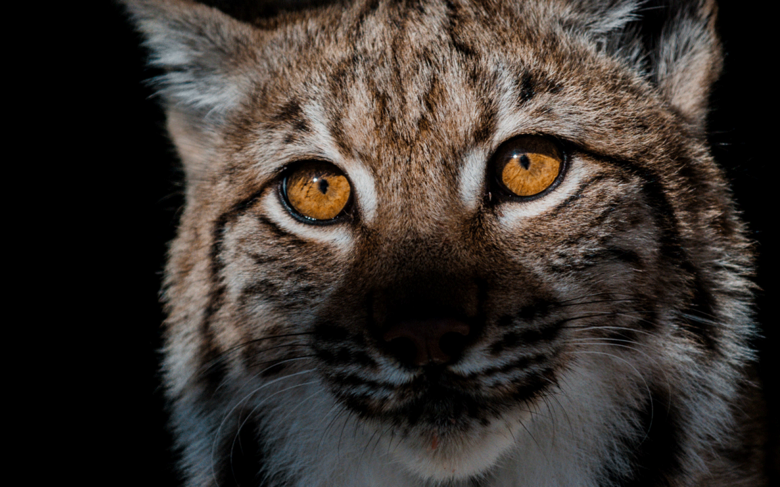 Vue rapprochée sur un Lynx (Lynx lynx)