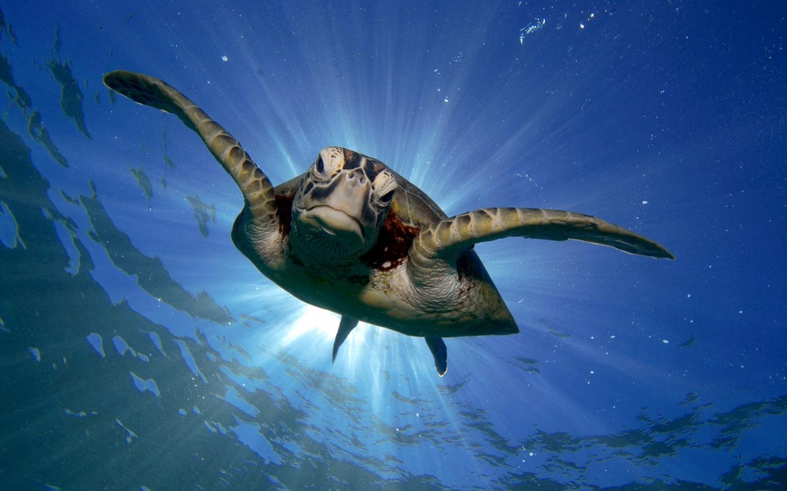 Une tortue verte (Chelonia mydas) nage dans la grand barrière de corail (Australie)