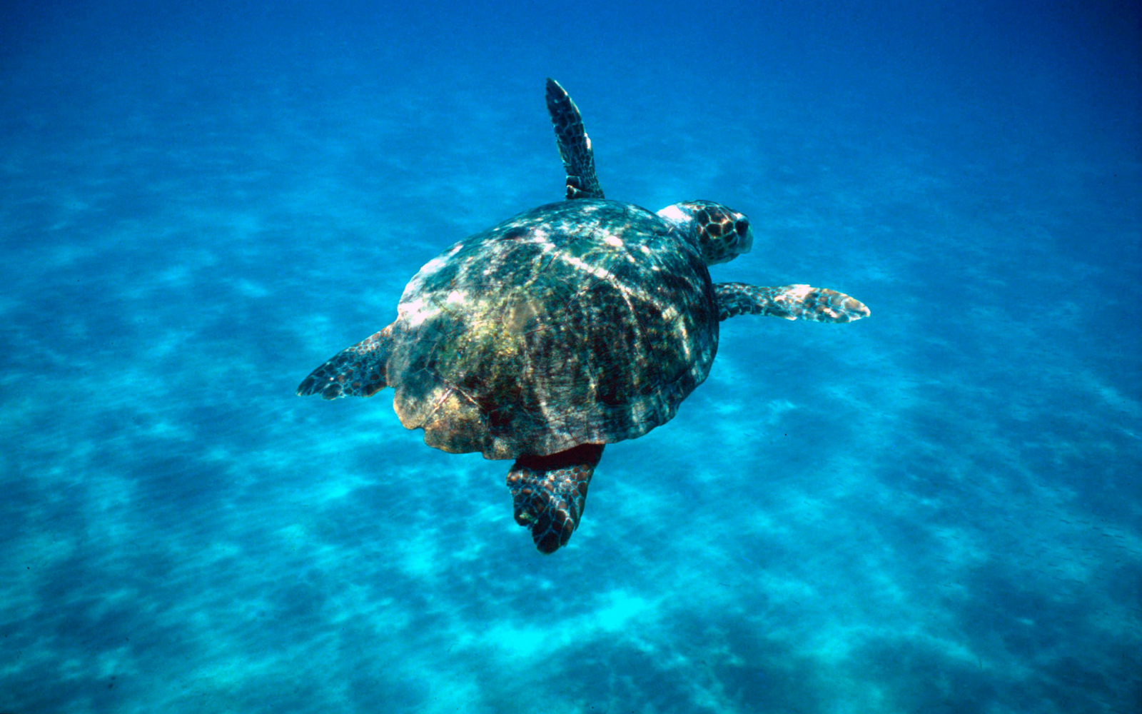 Tortue caouanne (Caretta caretta) nageant en pleine mer à Zákinthos en Grèce