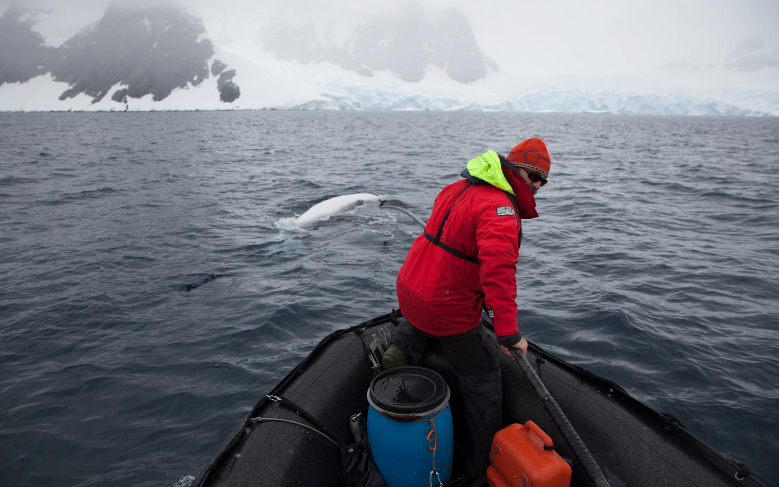 Dr Ari Friedlaender attachant une balise à beleine de Minke (Balaenoptera bonaerensis), Antartique