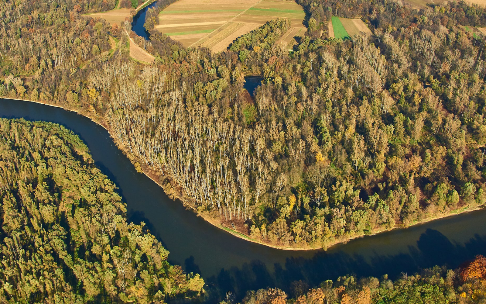 La rivière Mura abrite la plus riche biodiversité de poissons (51 espèces de poissons) et les plus grandes forêts inondables (Slovénie)