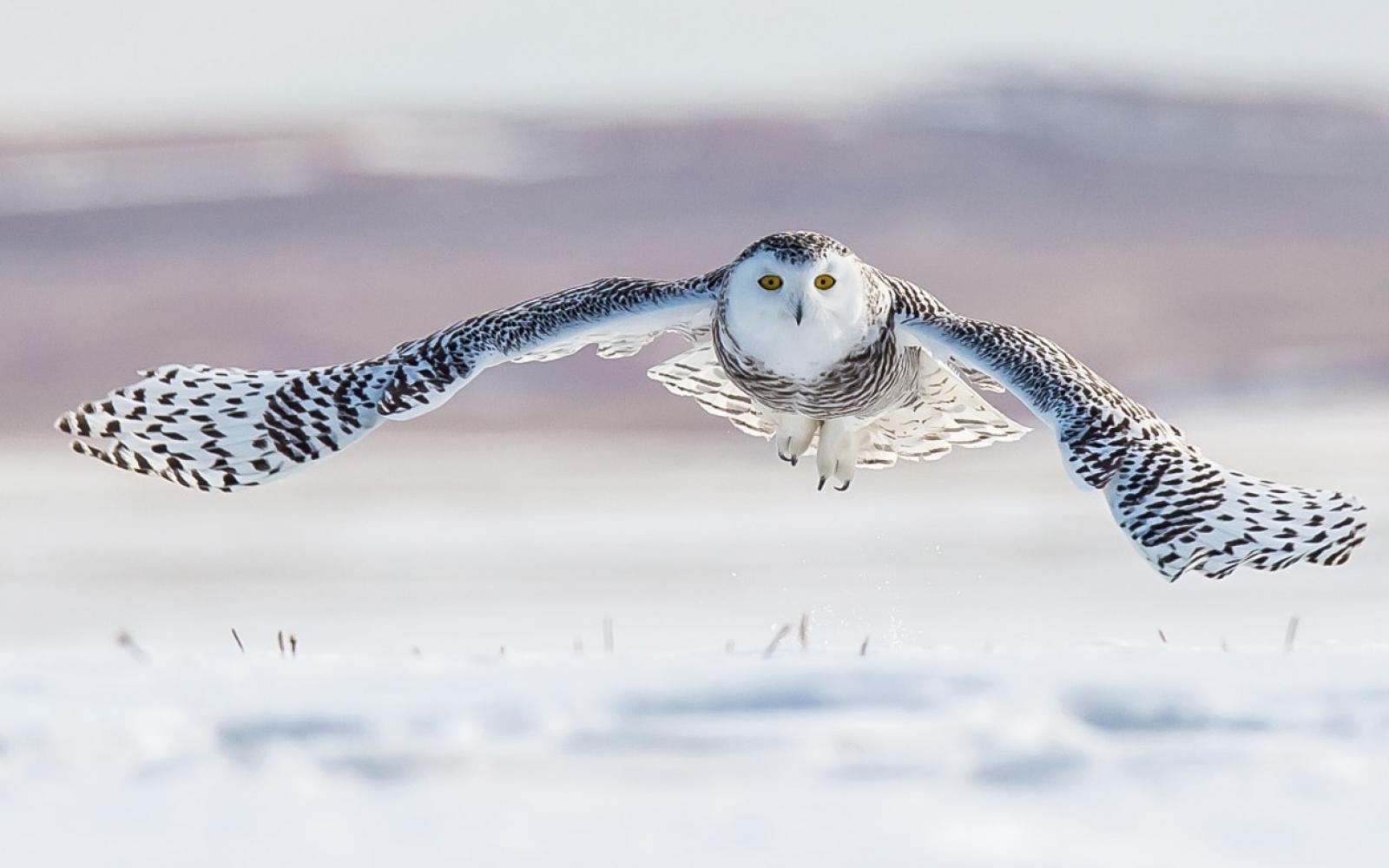 Une chouette harfang (Bubo scandiacus) en vol au sud de l'Alberta (Canada)