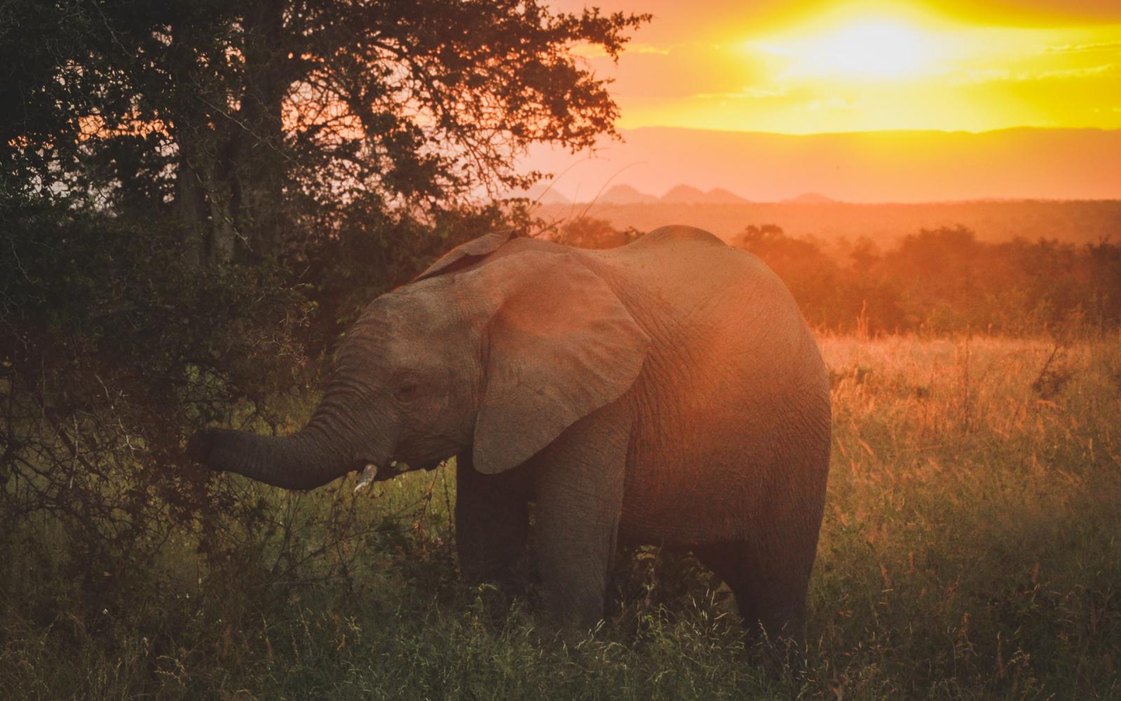 Un éléphant (Loxodonta africana) se déplace à la tombée de la nuit (Afrique du Sud)