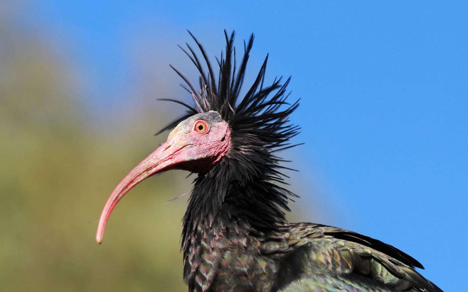 Vue rapprochée sur un ibis chauve (Geronticus eremita) (Allemagne)