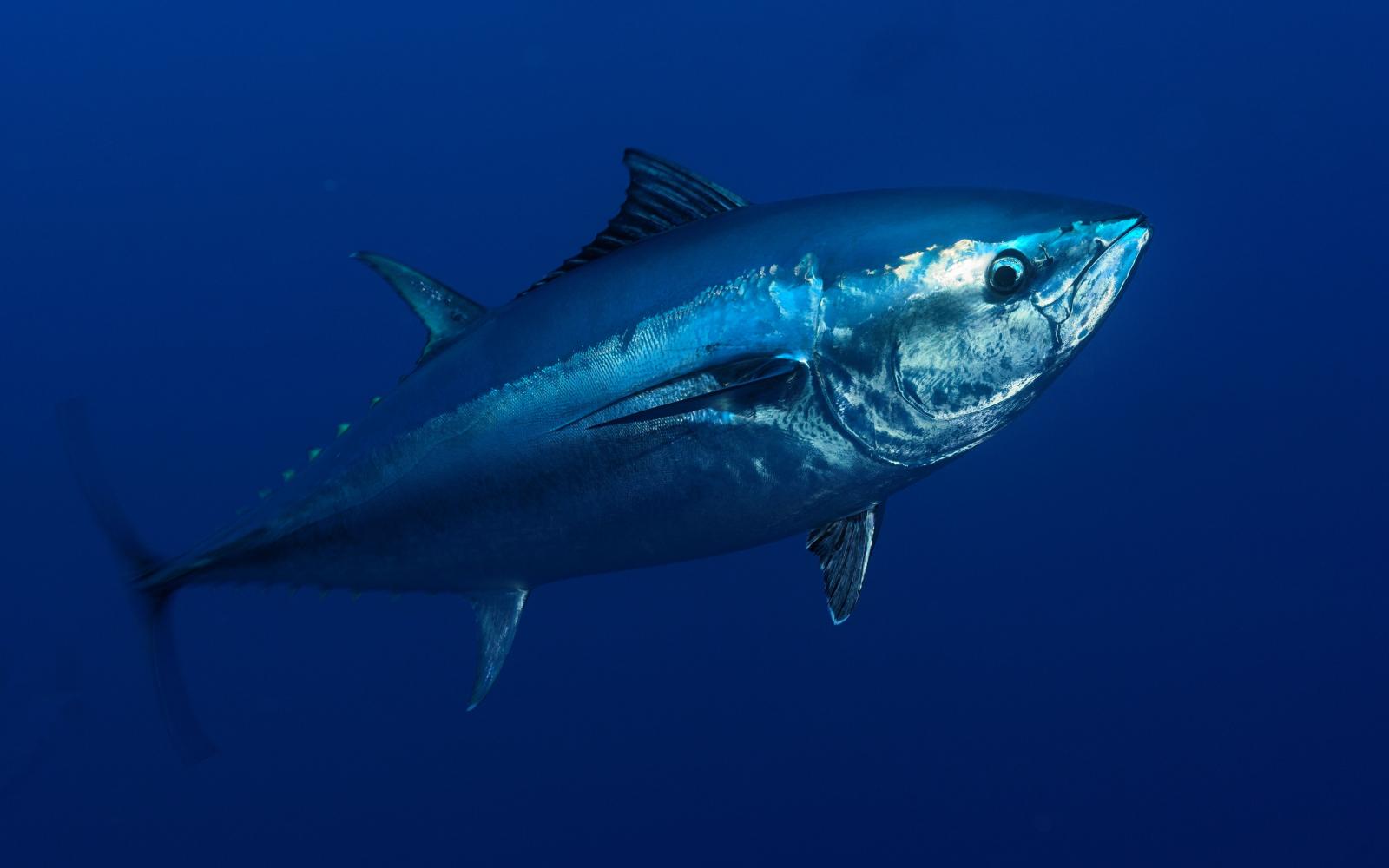 Thon rouge d'Atlantique (Thunnus thynnus) dans les eaux de Malte, Mer Méditerranée