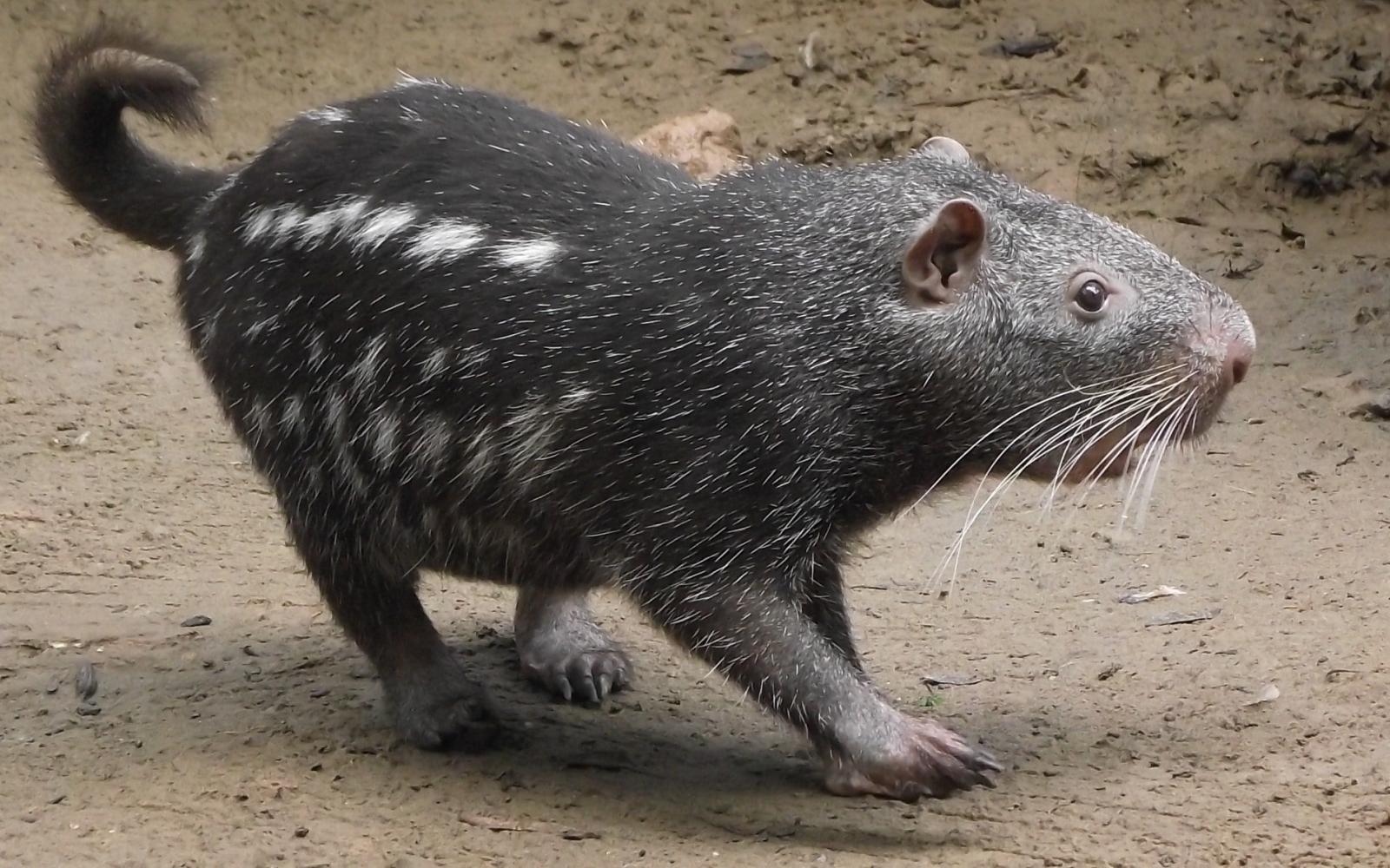 Un pacarana (Dinomys branickii) dans la réserve de Chico Mendes (Brésil)