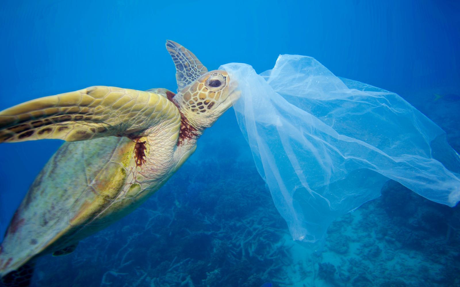 Tortue verte (Chelonia mydas) avec un sac en plastique près de la tête dans la Grande barrière de corail (Australie)
