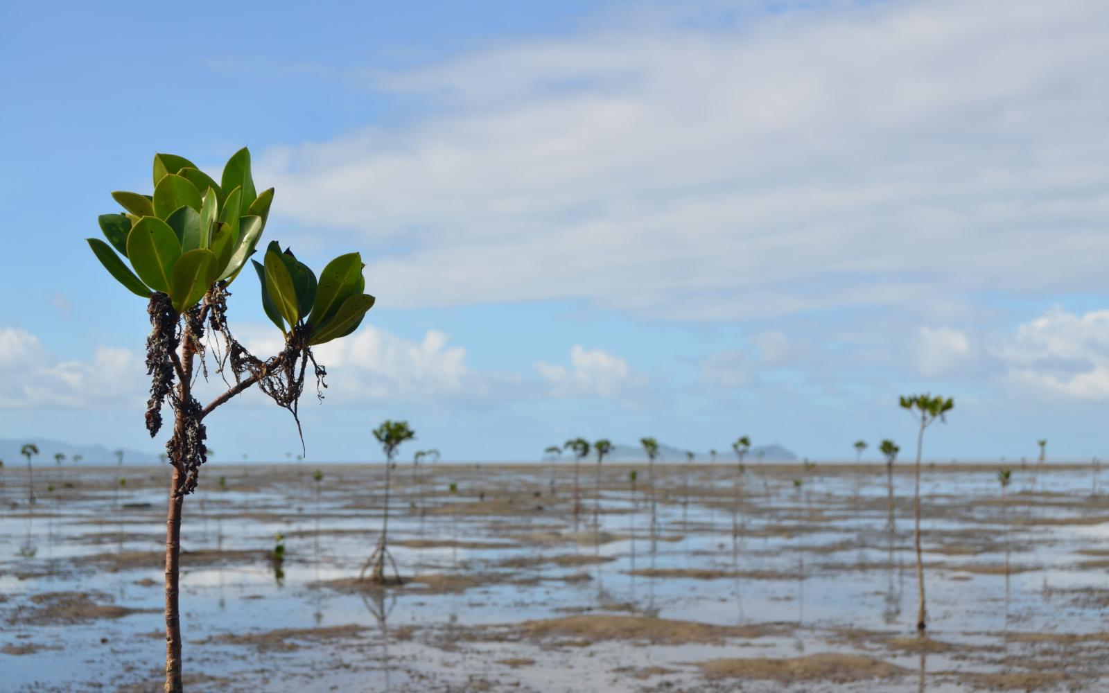 Mangroves récemment plantées entre Viti Levu, près de Pacific Harbour, et Serua Island (Fidji)