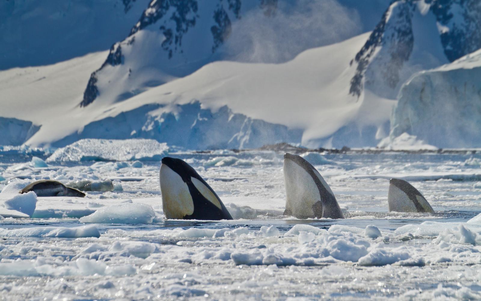 Trois orques (Orcinus orca) tentent de piéger un léopard de mer (Hydrurga leptonyx) sur un iceberg, Chenal Neumayer, Antarctique