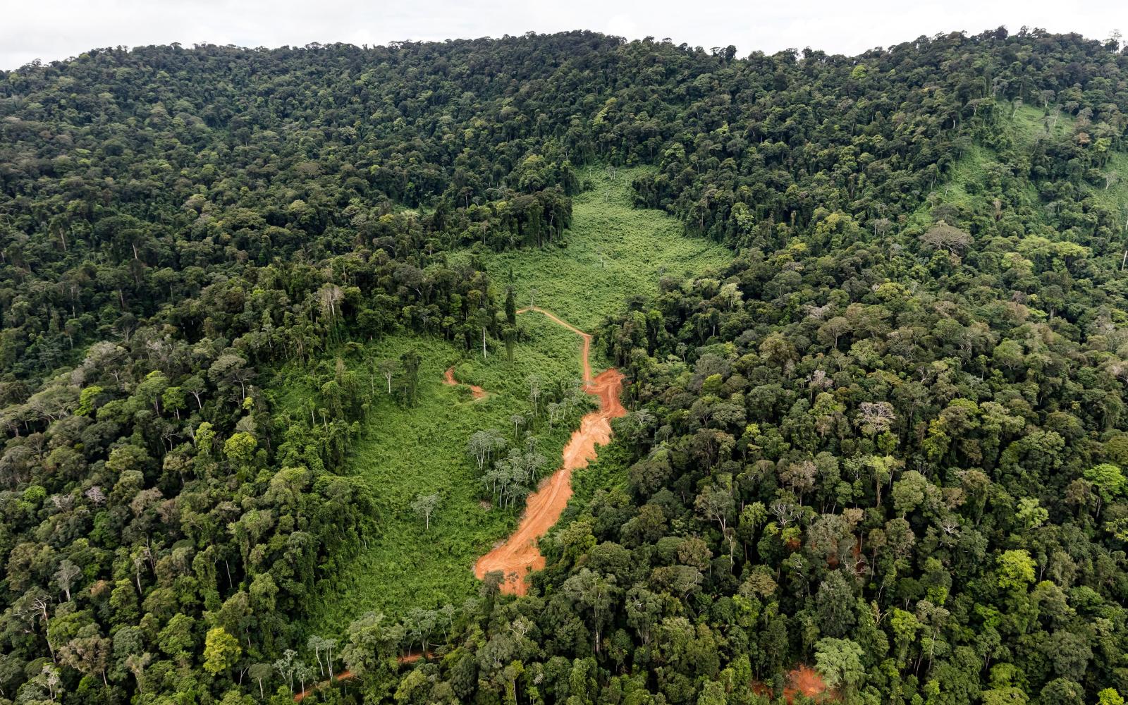 Une partie de la forêt amazonienne en Guyane française