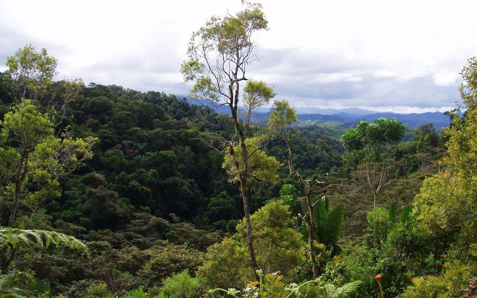 Un panorama de la forêt de Madagascar.