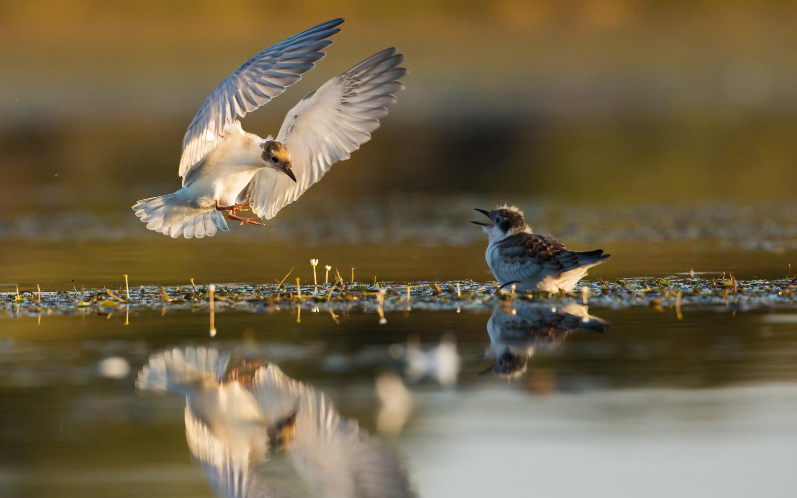 Deux guifettes moustacs en Brenne, dans la Réserve nationale naturelle de Chérine, France