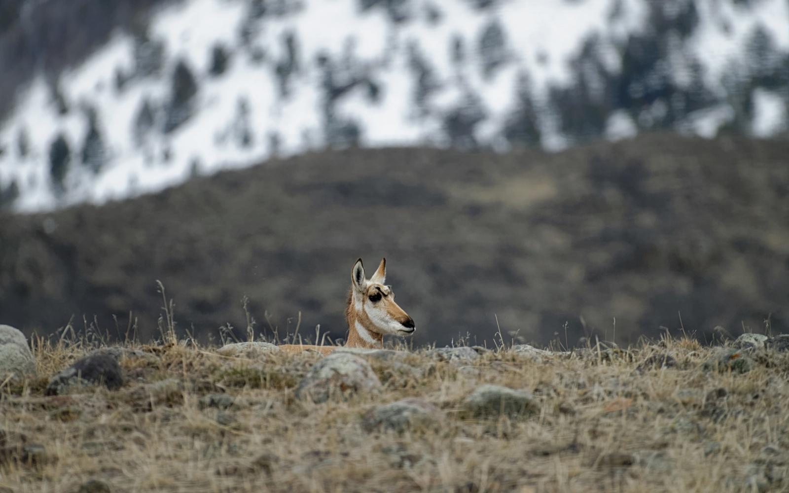 Une antilope d'Amérique dans le parc national de Yellowstone, Etats-Unis