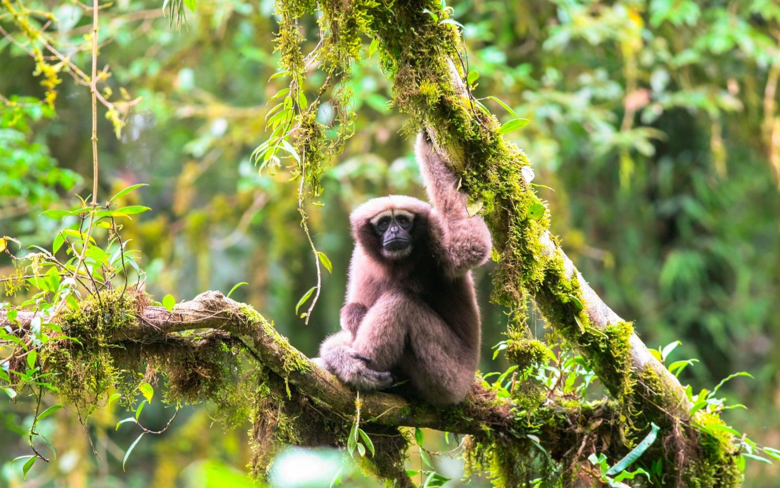 Un Skywalker Hoolock Gibbon découvert au Myanmar en 2017