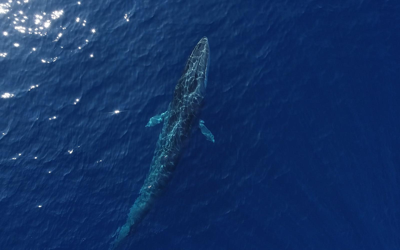 Vue aérienne d'un rorqual (Balaenoptera physalus) commun dans le Sanctuaire Pelagos, Méditerranée.