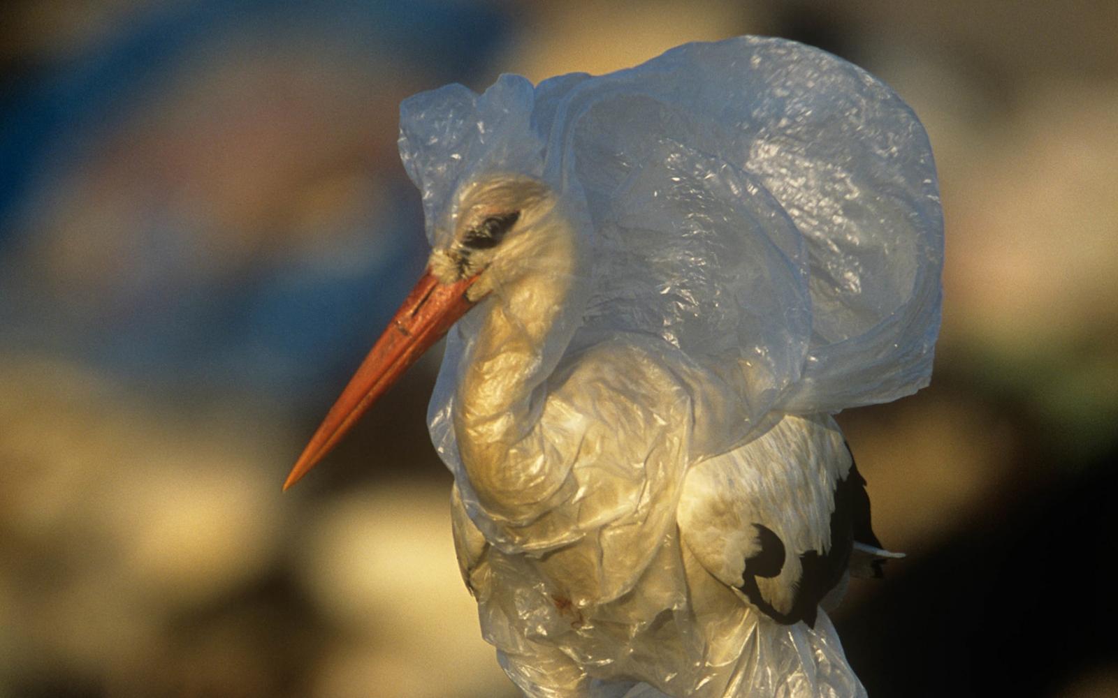 Une cigogne blanche (Ciconia ciconia) emprisonnée dans un sac plastique dans une décharge, Espagne