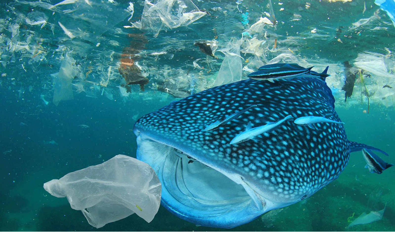 Un requin baleine (Rhincodon typus) entouré de plastiques
