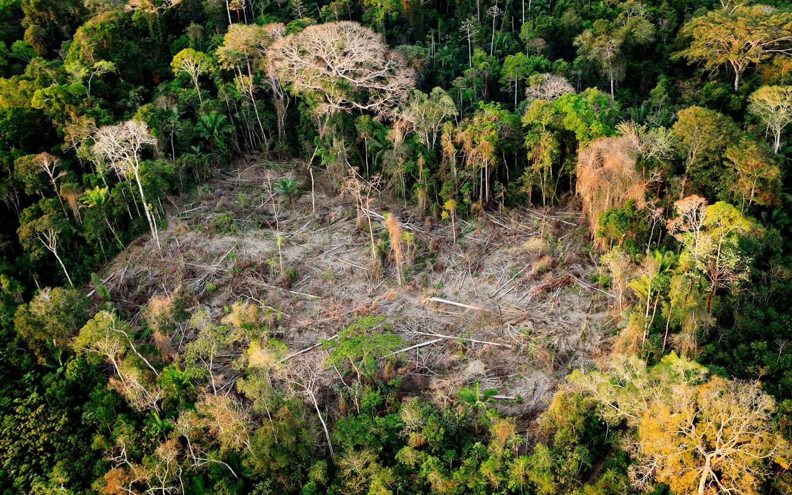 Une forêt tropicale au Brésil victime de la déforestation