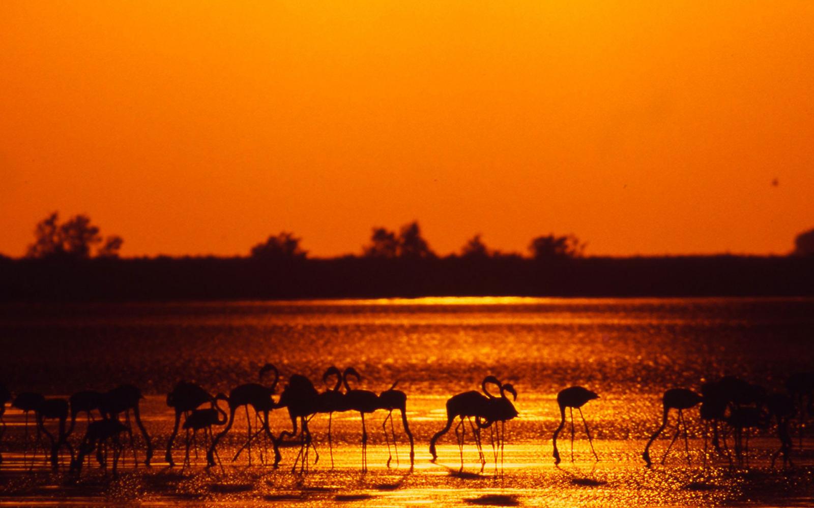 Des flamants roses (Phoenicopterus ruber) au coucher du soleil, Camargue, France.