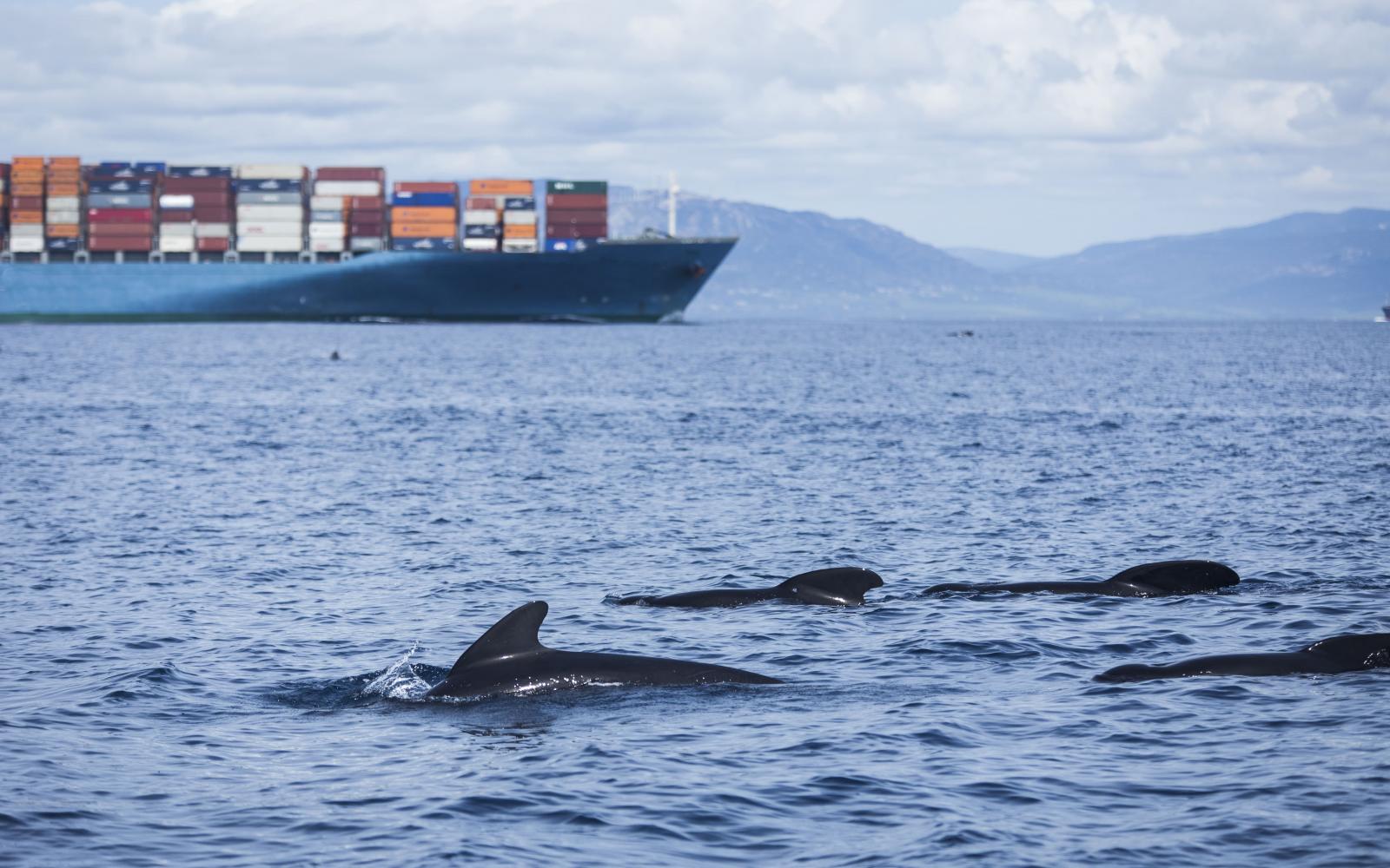 Dauphins devant un bateau remplis de cargaisons. Risque de collision.