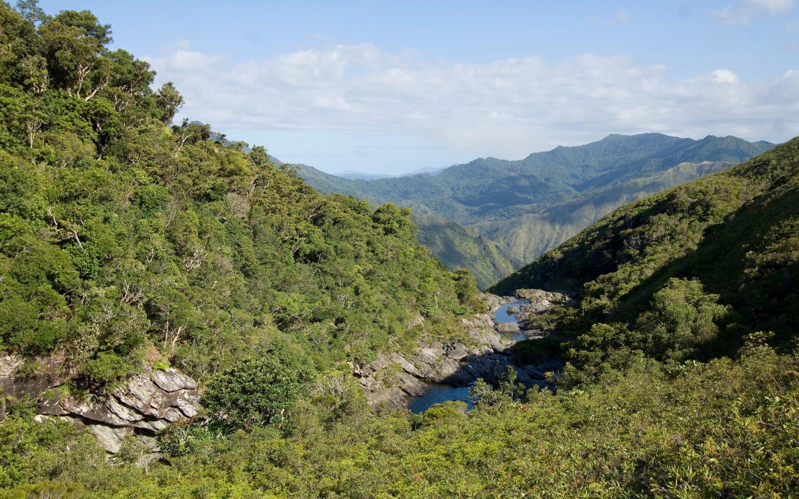 Vue d'une forêt en Nouvelle-Calédonie