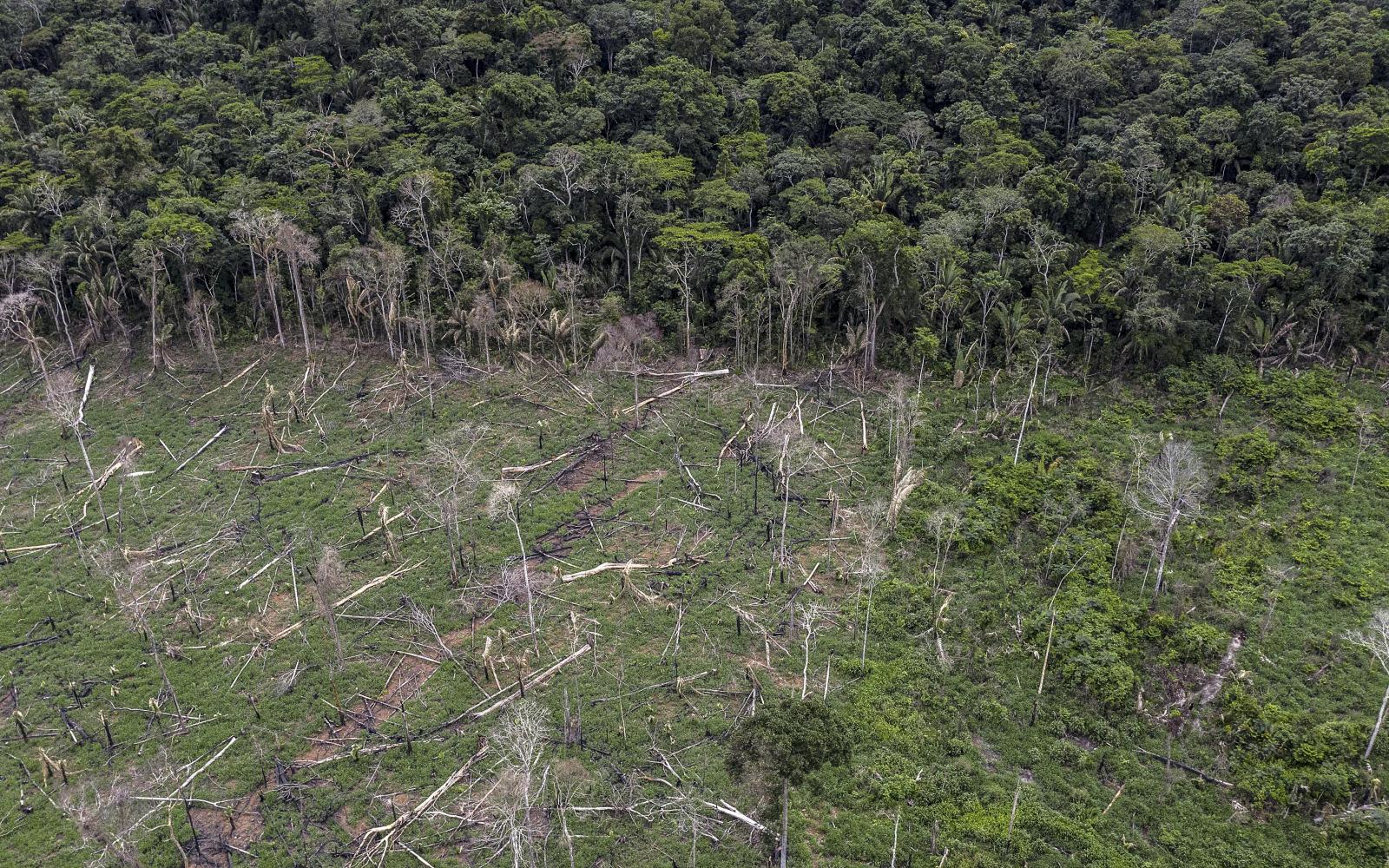 Déforestation illégale en Amazonie proche du territoire des indigènes Uru-Eu-Wau-Wau