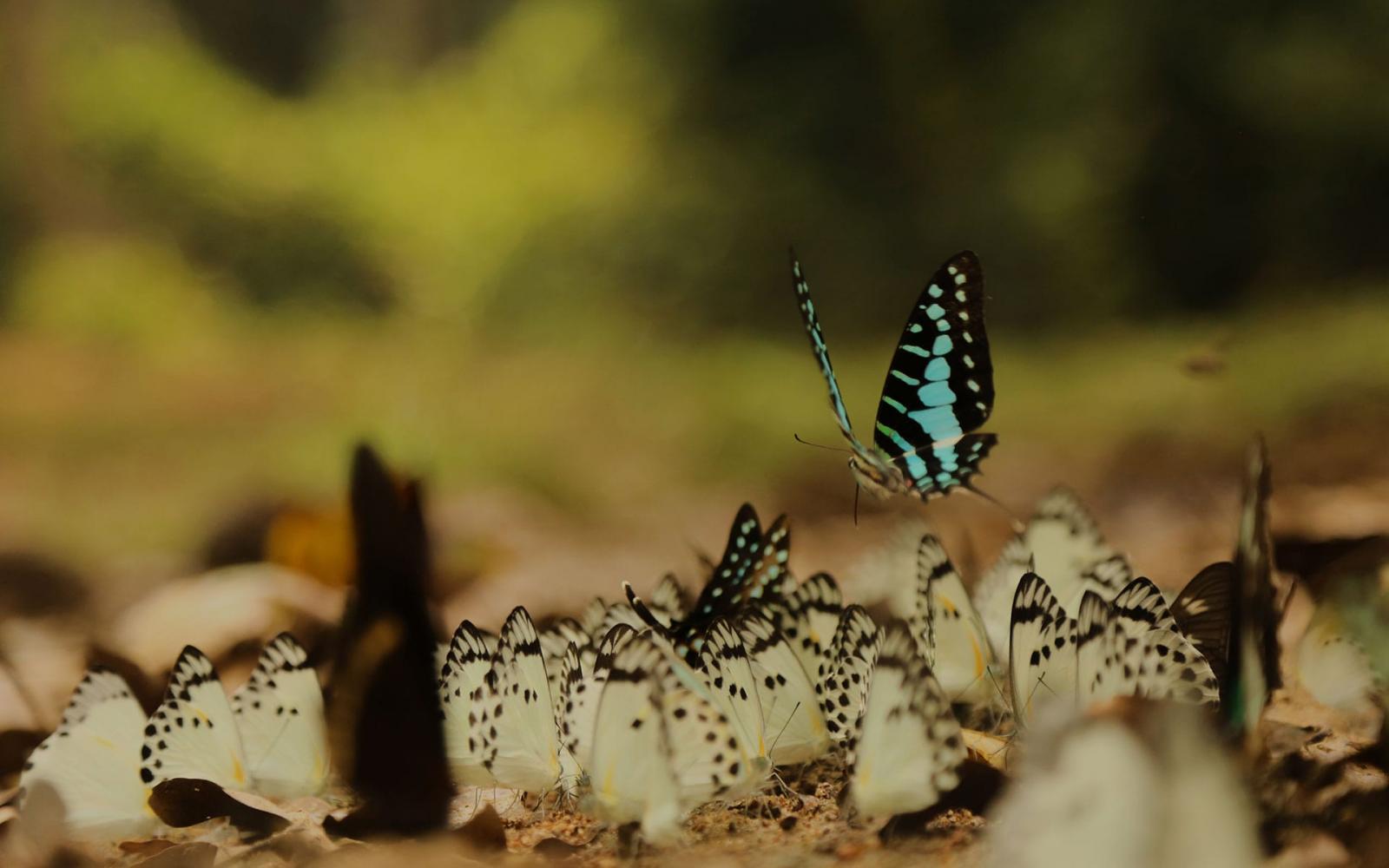 Papillons dans le Parc National de Messok Dja, Congo.