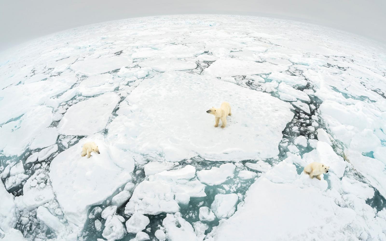 Trois ours polaires sont au milieu de la banquise.