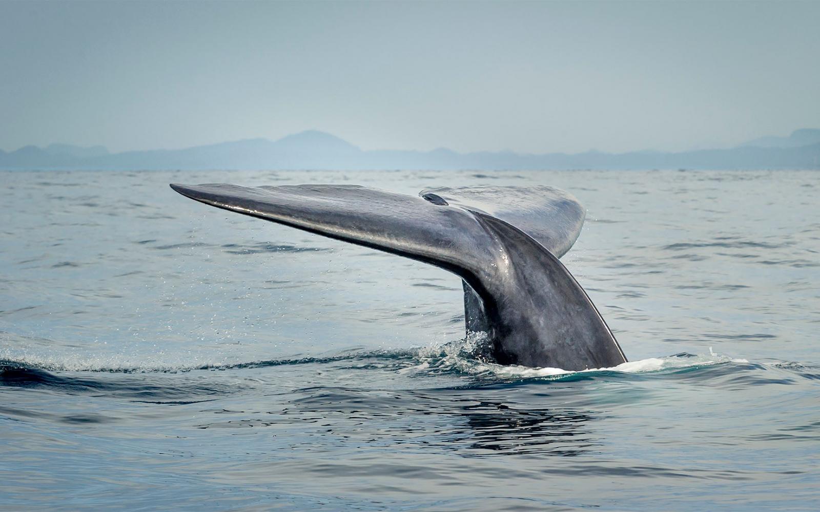 Une baleine bleue (Balaenoptera musculus) plonge dans l'eau. On ne voit que sa queue.
