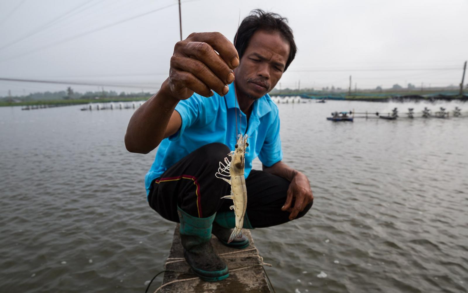 Un éleveur de crevettes en Thaïlande