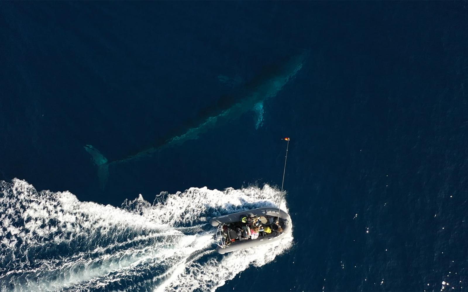 Balisage d'une baleine (rorqual) en Méditerranée, vue du ciel
