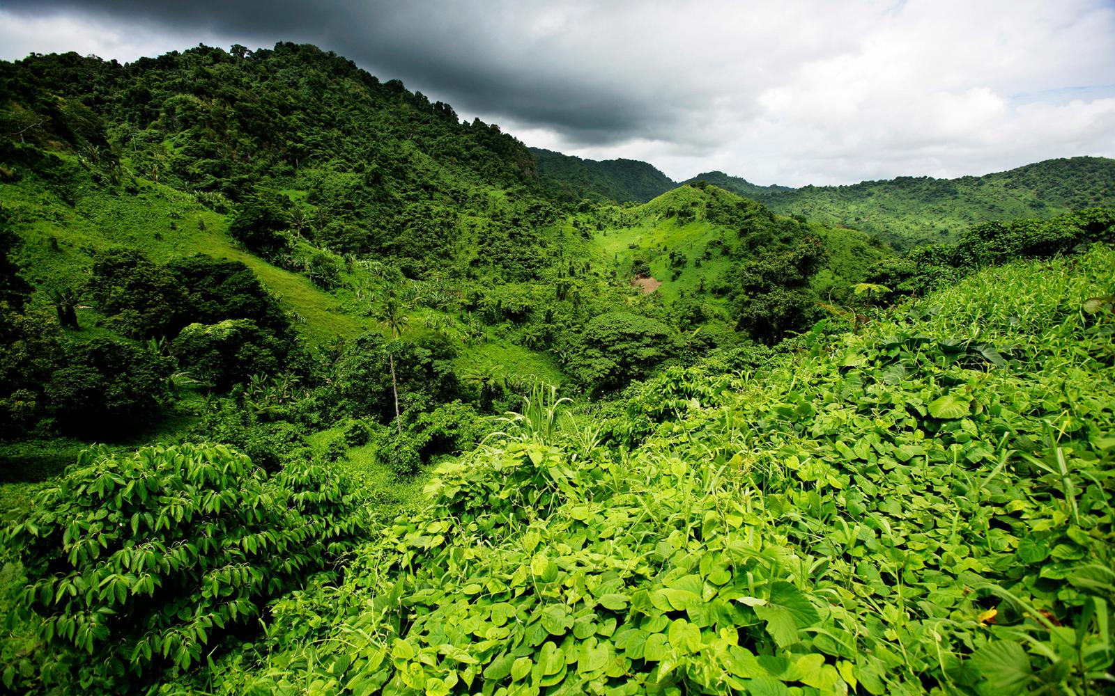 Forêt fidjienne