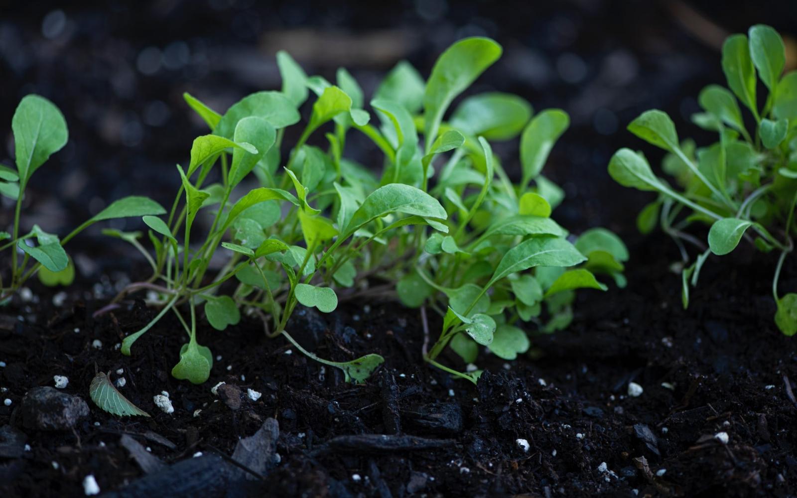 Des pousses de salades en terre