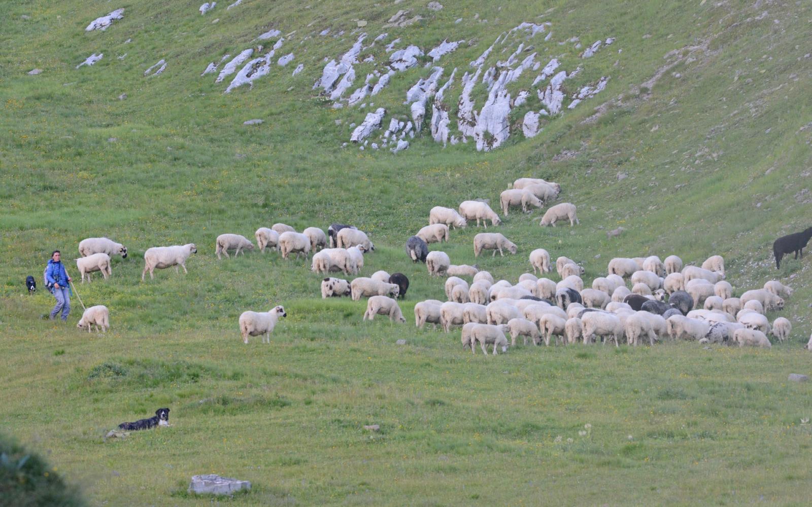 Une bergère, son troupeau et ses chiens de protection dans un alpage en Haute-Savoie (France)