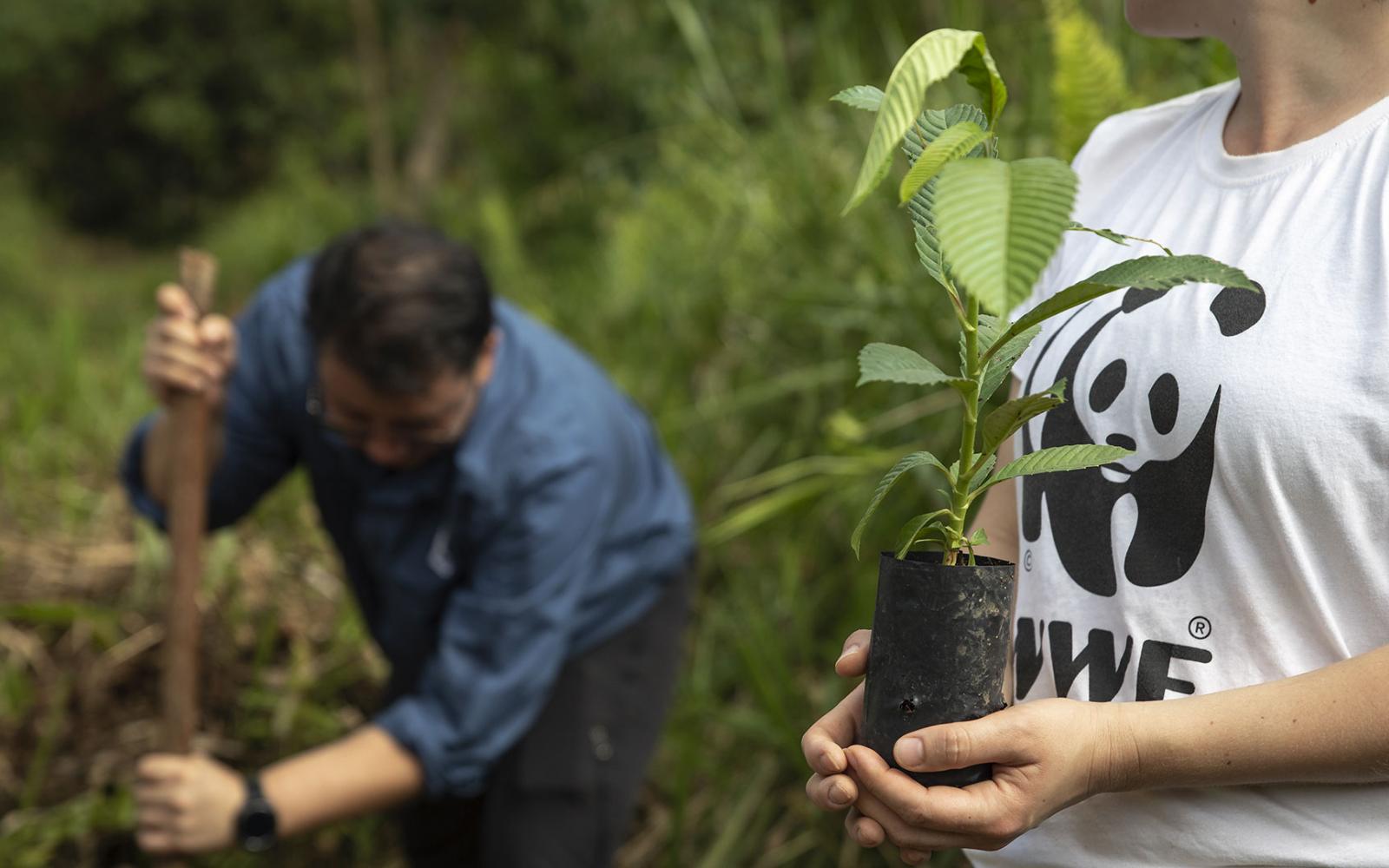 Annika Terrana et Nicholas Fong, employés du WWF, plantent un semis dans le Sabah Softwoods, Sabah, Bornéo, Malaisie
