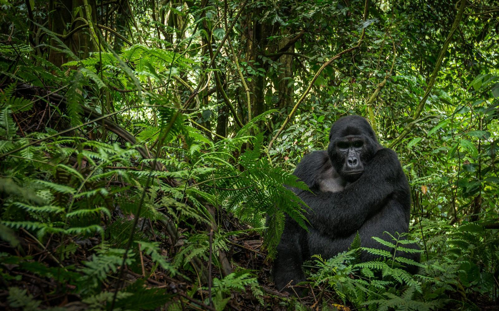 Gorille des montagnes (Gorilla beringei beringei) assis dans la forêt (Ouganda)
